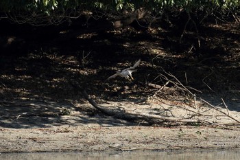 2019年1月14日(月) 大阪府の野鳥観察記録