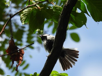 Japanese Tit 札幌;北海道 Mon, 6/17/2024