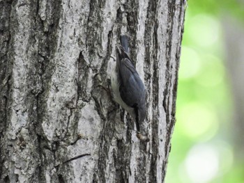 Eurasian Nuthatch 札幌;北海道 Tue, 6/18/2024