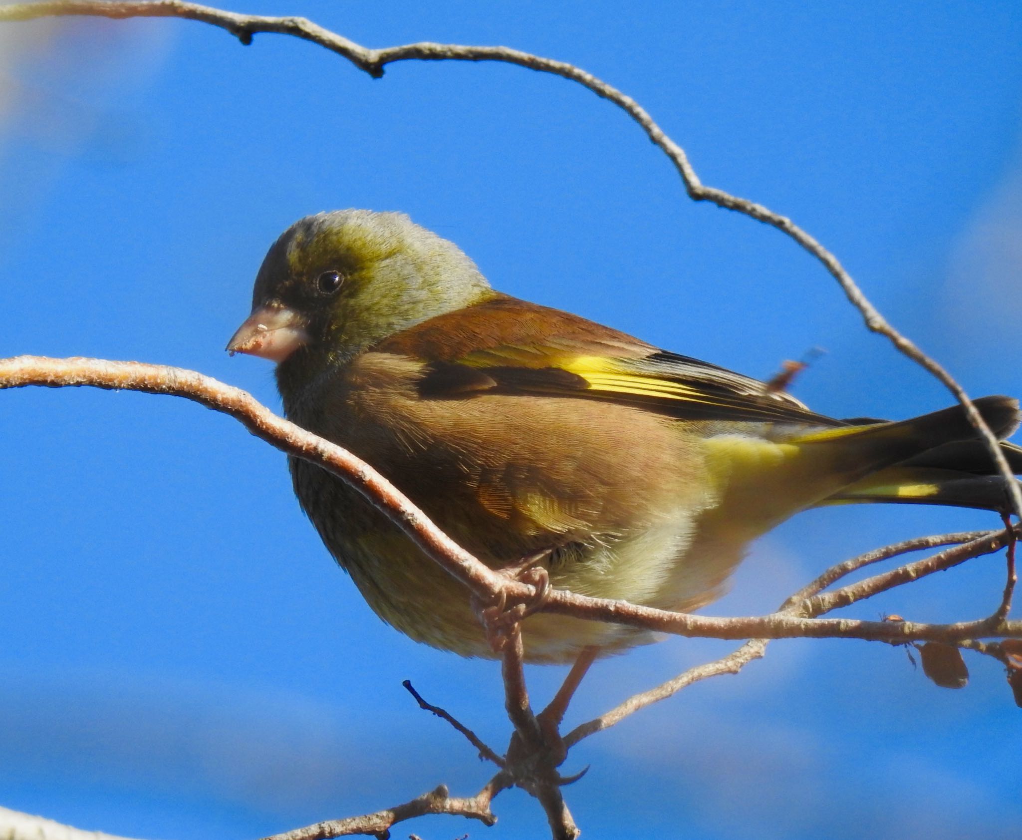 Photo of Grey-capped Greenfinch at 千波湖 by AMEMIYASATO