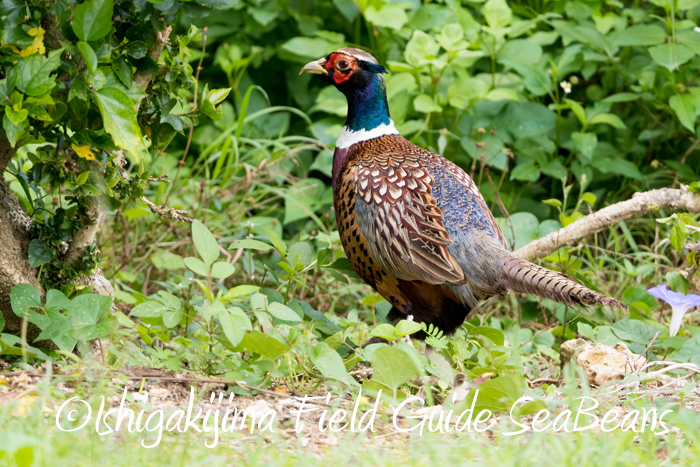 Photo of Common Pheasant at Ishigaki Island by 石垣島バードウオッチングガイドSeaBeans