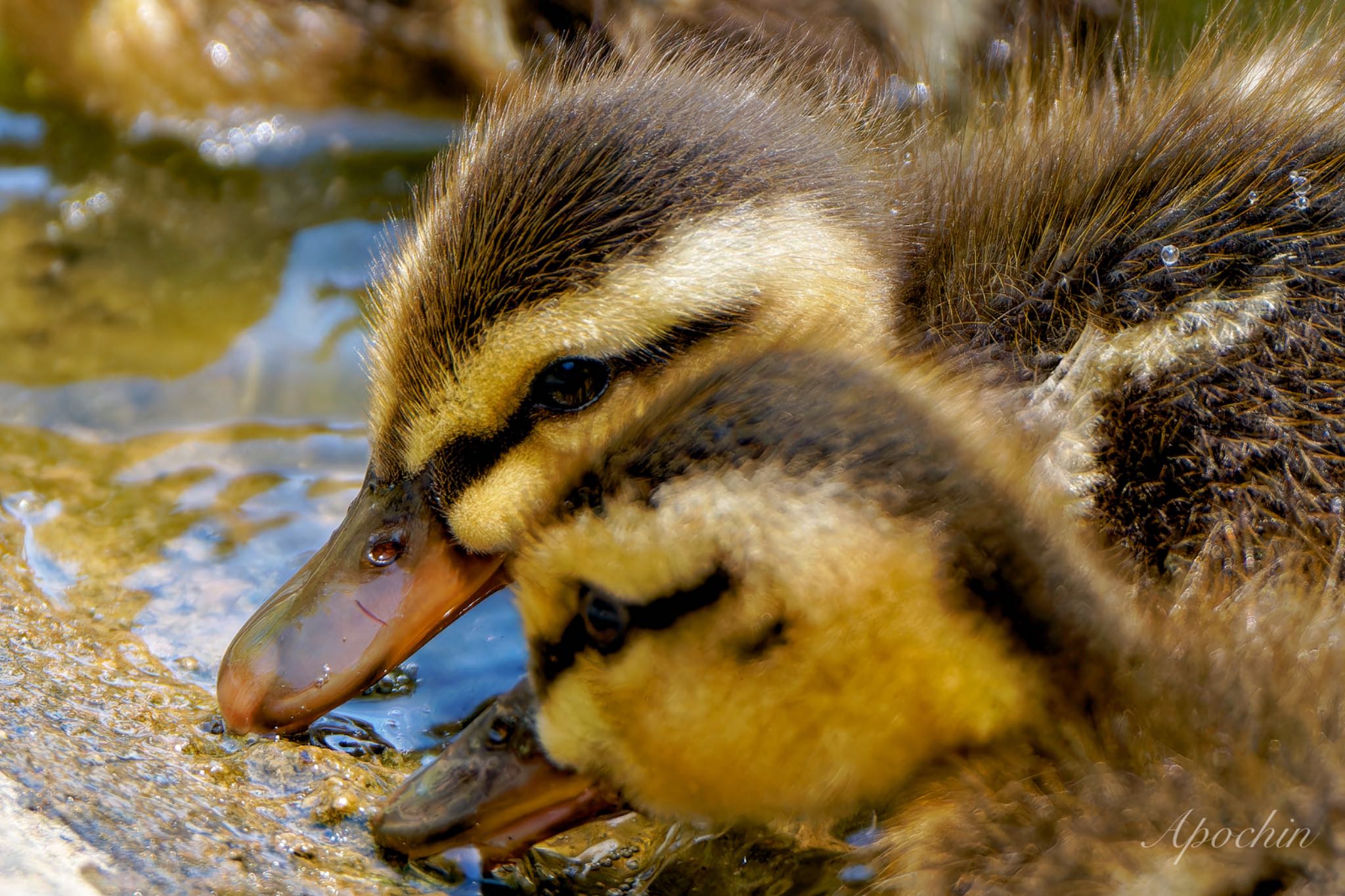 Eastern Spot-billed Duck