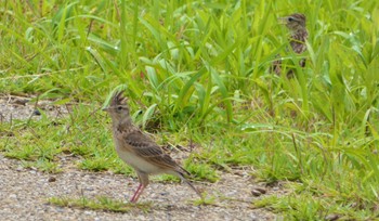 Sun, 6/16/2024 Birding report at 平城宮跡