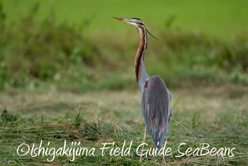 Purple Heron Ishigaki Island Fri, 1/18/2019