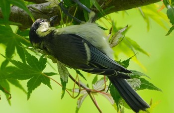 Wed, 6/19/2024 Birding report at 恩智川治水緑地