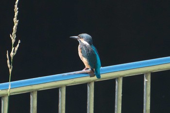 2024年6月19日(水) 池子の森自然公園の野鳥観察記録