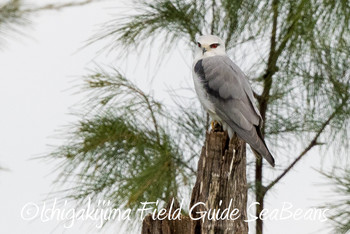 Fri, 1/18/2019 Birding report at Ishigaki Island