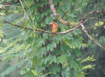 Sat, 6/8/2024 Birding report at 松之山