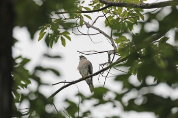 2024年6月14日(金) 薬師池公園の野鳥観察記録