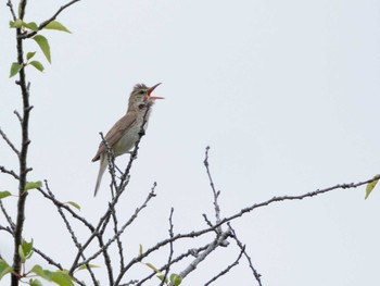 Oriental Reed Warbler 科学万博記念公園(茨城県つくば市) Sun, 6/16/2024