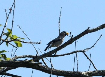 2024年6月19日(水) 小宮公園(八王子)の野鳥観察記録