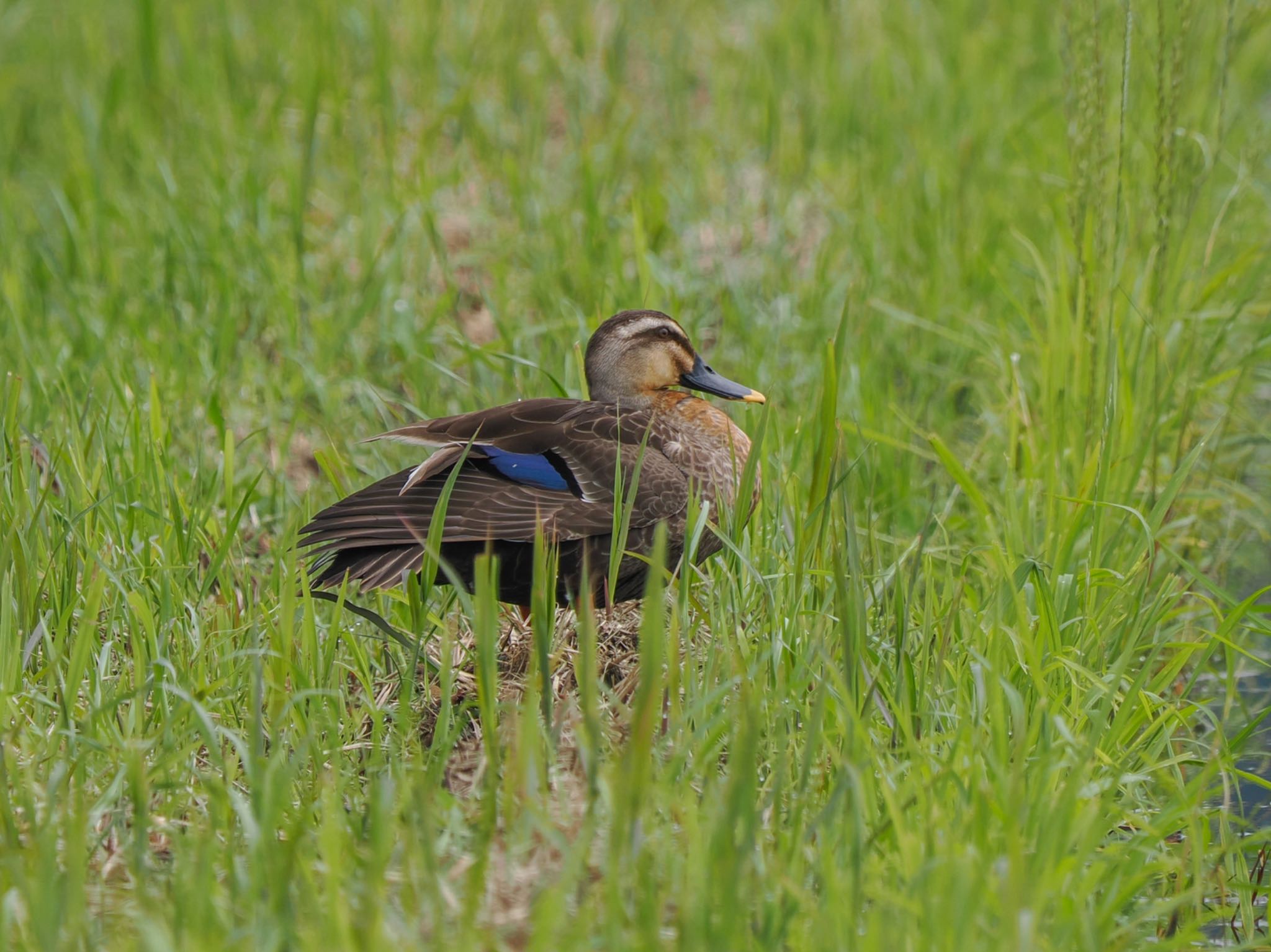 Eastern Spot-billed Duck