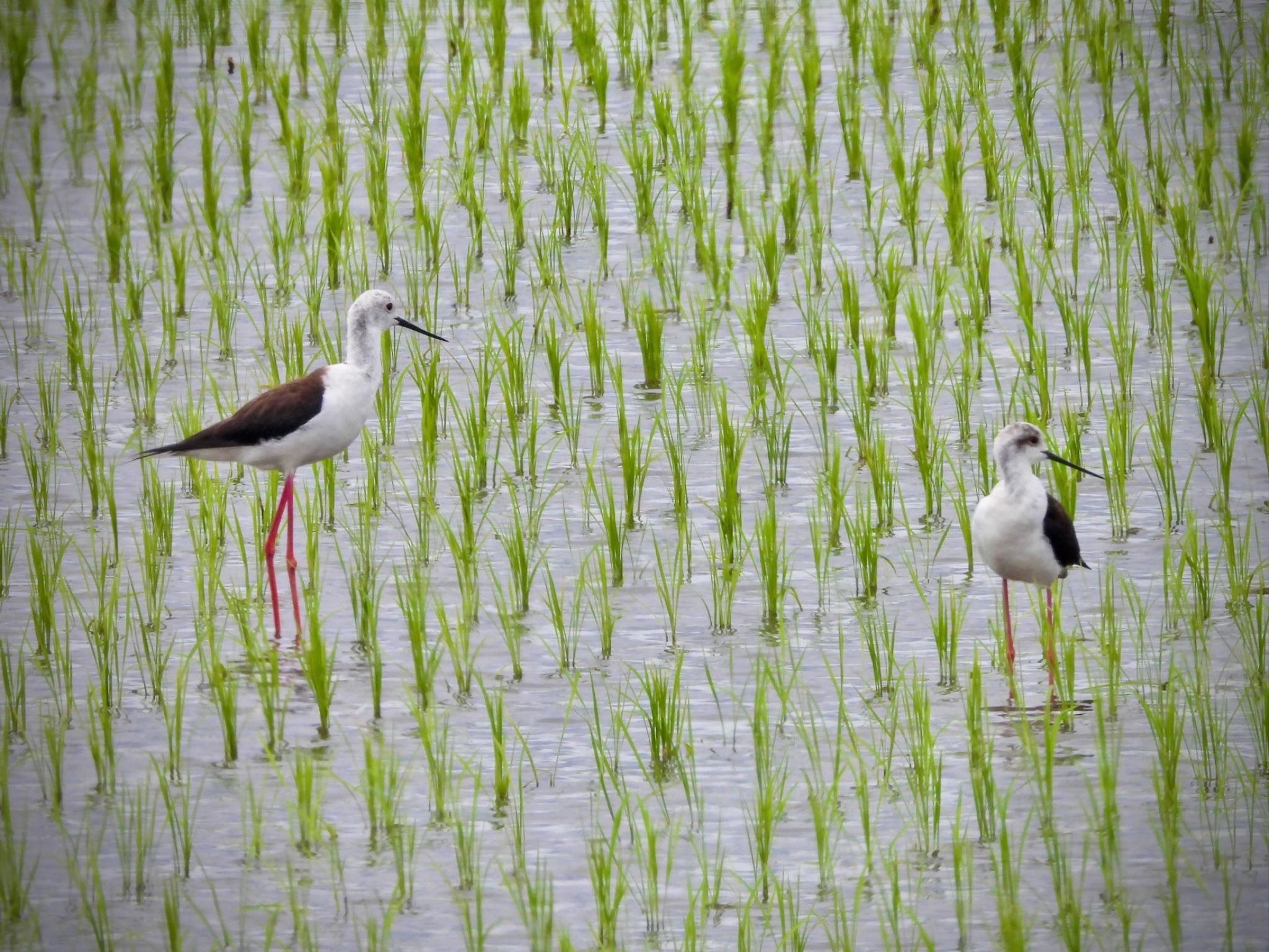 Black-winged Stilt