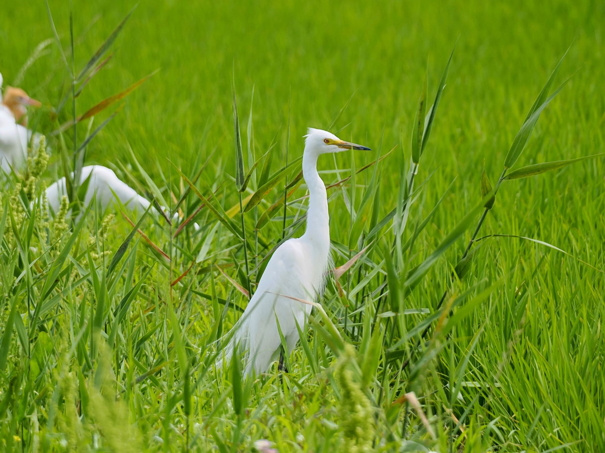 Medium Egret