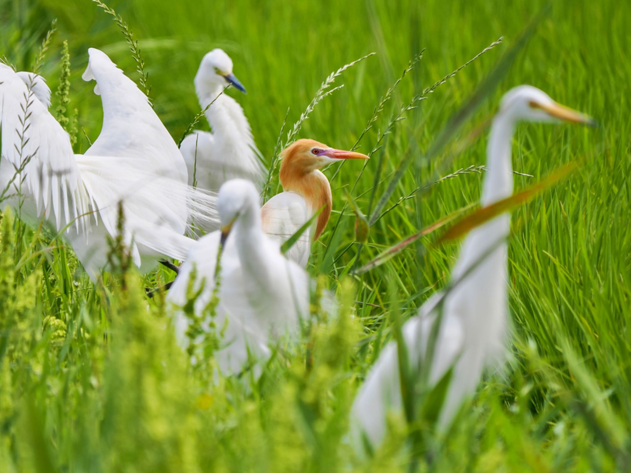 Eastern Cattle Egret