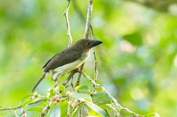 Sooty Barbet