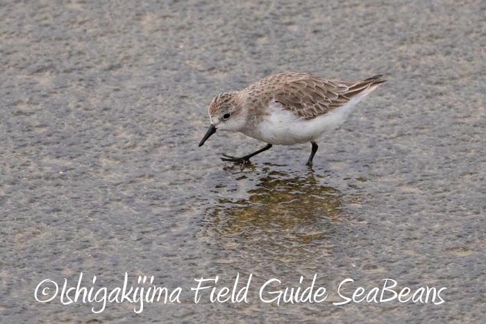 Photo of Red-necked Stint at Ishigaki Island by 石垣島バードウオッチングガイドSeaBeans