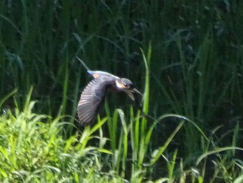 Common Kingfisher Maioka Park Wed, 6/19/2024