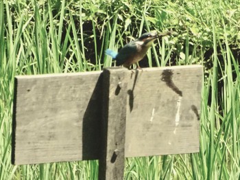 Common Kingfisher Maioka Park Wed, 6/19/2024