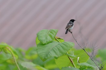 Amur Stonechat 北海道 森町 森川 Tue, 6/11/2024