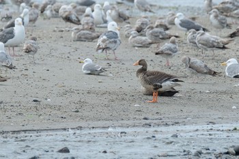 Greater White-fronted Goose 北海道 森町 森川 Tue, 6/11/2024