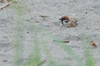 Eurasian Tree Sparrow 北海道 森町 森川 Tue, 6/11/2024