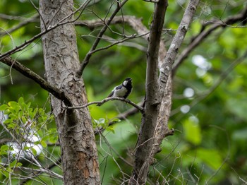 Japanese Tit つくば市 Sun, 6/16/2024