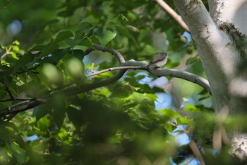 Asian Brown Flycatcher Naebo Park Mon, 6/3/2024