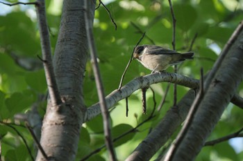 2024年6月3日(月) なえぼ公園の野鳥観察記録