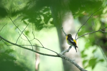 Narcissus Flycatcher Miharashi Park(Hakodate) Mon, 6/17/2024