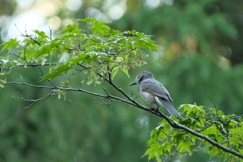 Brown-eared Bulbul Miharashi Park(Hakodate) Mon, 6/17/2024