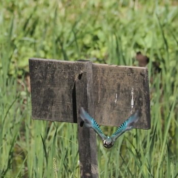 Common Kingfisher Maioka Park Wed, 6/19/2024