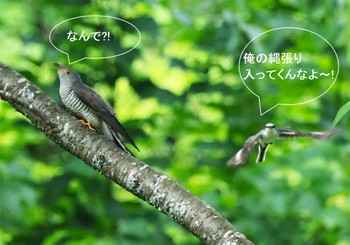 Common Cuckoo 奈良県宇陀郡 Sun, 5/26/2024