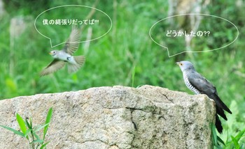 Common Cuckoo 奈良県宇陀郡 Sun, 5/26/2024