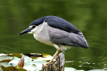 2024年6月17日(月) 善福寺公園の野鳥観察記録