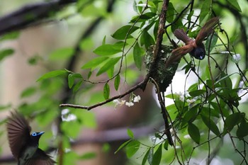 Black Paradise Flycatcher Moritogawa Sun, 6/16/2024