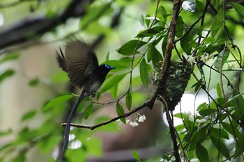 Black Paradise Flycatcher Moritogawa Sun, 6/16/2024