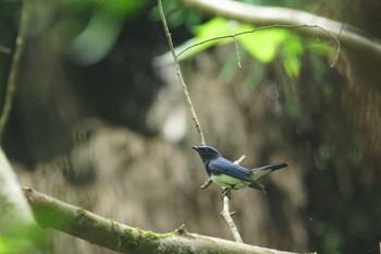 Blue-and-white Flycatcher 陣馬山 Fri, 6/7/2024