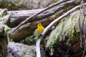 Narcissus Flycatcher Hayatogawa Forest Road Sat, 4/20/2024