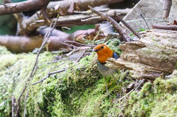 Japanese Robin Hayatogawa Forest Road Sat, 4/20/2024