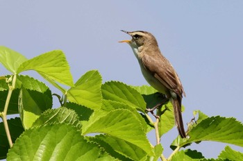 Wed, 6/19/2024 Birding report at Watarase Yusuichi (Wetland)