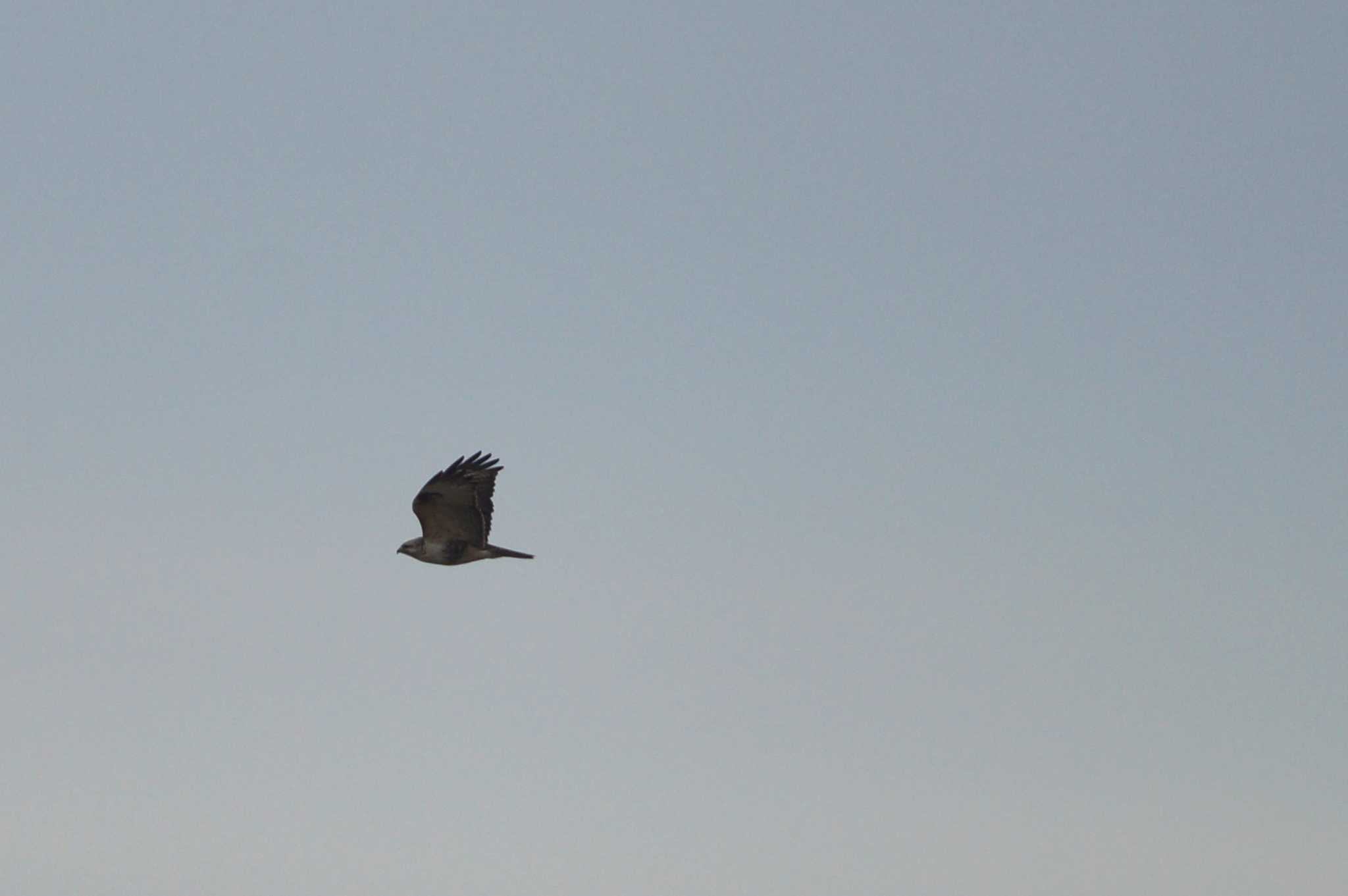 Eastern Buzzard