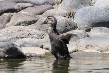 Eastern Spot-billed Duck 多摩川 Sat, 6/8/2024