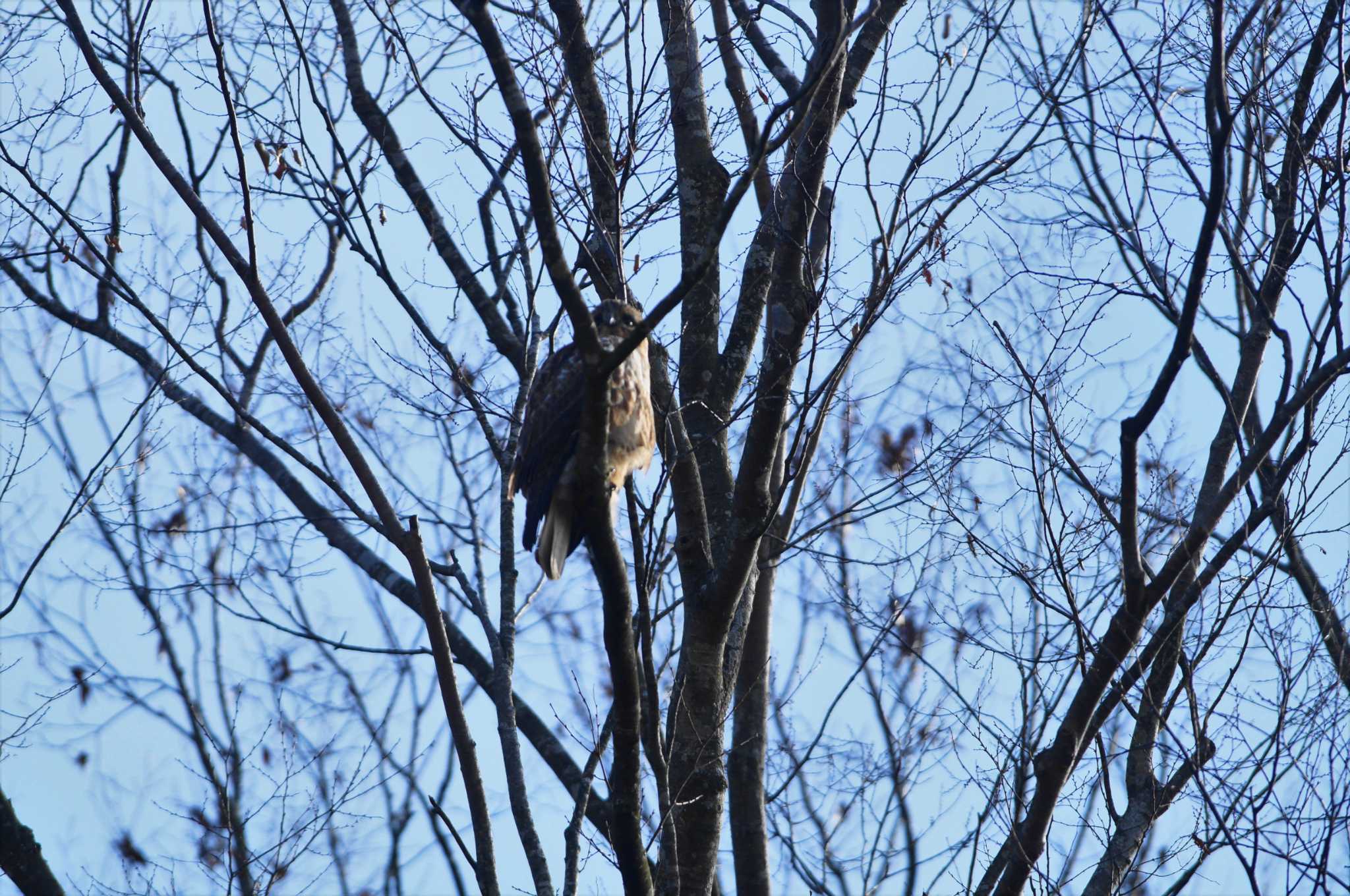 Eastern Buzzard