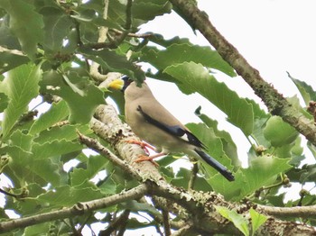 2024年6月20日(木) 奥河内もみじ公園の野鳥観察記録