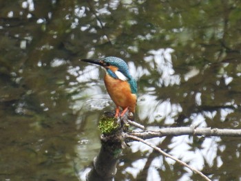 Thu, 6/20/2024 Birding report at 千葉市泉自然公園