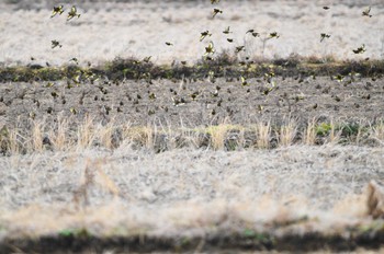 カワラヒワ 涸沼 2019年1月6日(日)