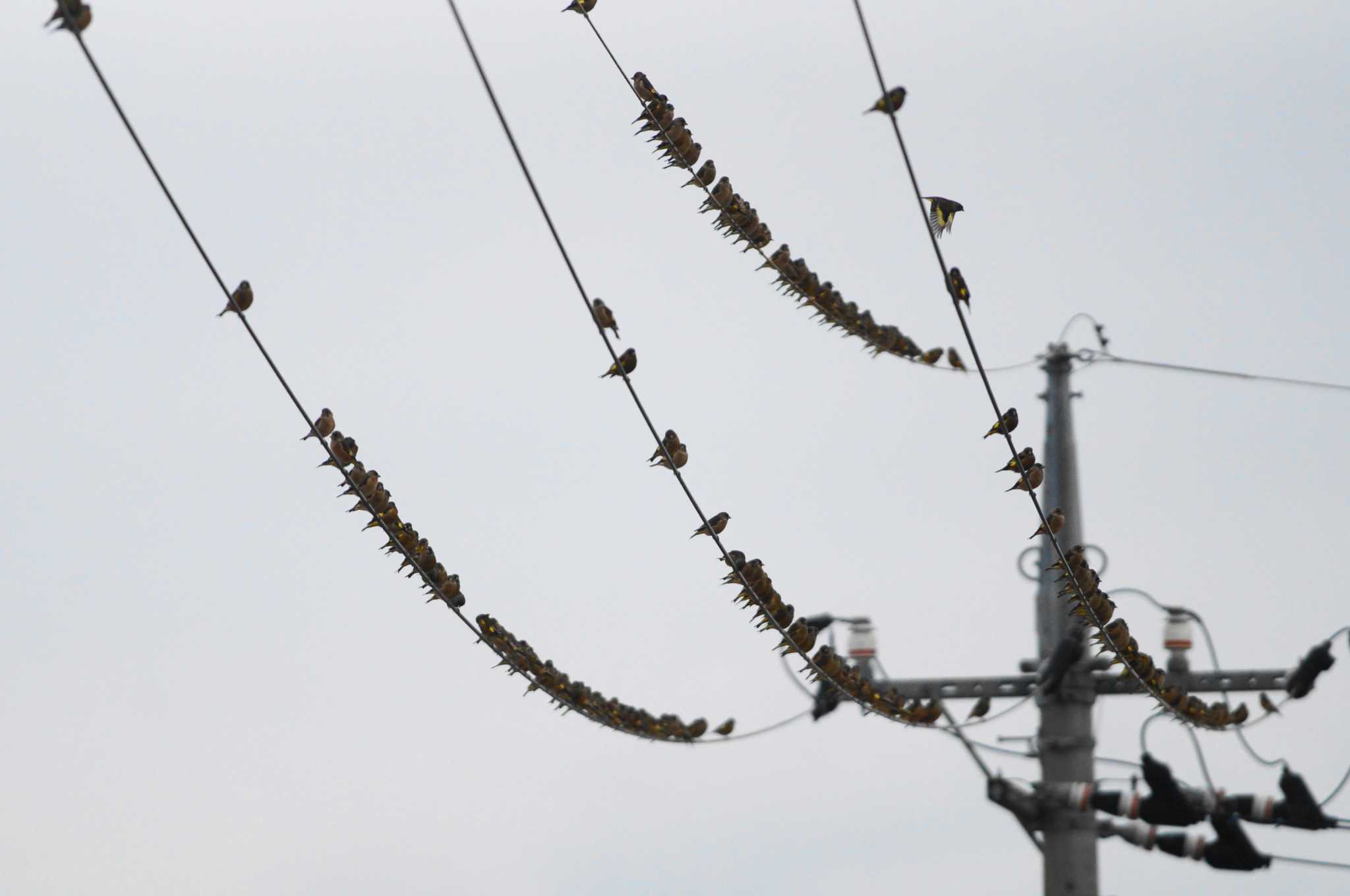 Grey-capped Greenfinch