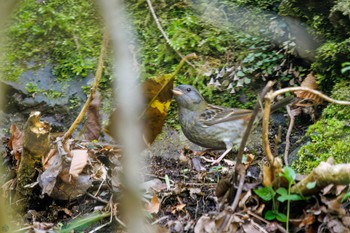 Grey Bunting Hayatogawa Forest Road Sun, 4/28/2024