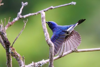 Blue-and-white Flycatcher Hayatogawa Forest Road Sun, 4/28/2024